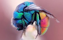 Colorful Fly x-post from rMacroPorn 