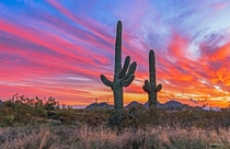 Colorful Scottsdale Arizona Sunset Skies with Saguaro Cactus  IG  swvisionsnow