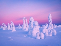 Colors of dawn in the frozen winter wonderland of Lapland Finland   IGmpxmark