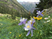 Columbines in high country outside Telluride CO 