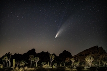Comet Neowise over the Joshua Trees at Joshua Tree National Park 