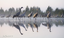 Common cranes Grus grus in Finland Photo by Jouni Suikkanen 
