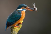 Common Kingfisher with prey Alcedo atthis 