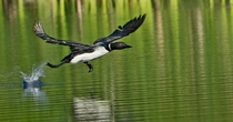 Common Loon taking flight Gavia immer x