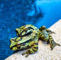Common Mexican Tree Frogs Smilisca baudinii mating poolside in Costa Rica oc