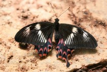 Common Mormon butterfly 