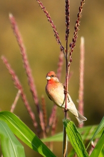 Common Rosefinch from the Gir lion sanctuary in India 