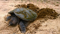 Common snapping turtle laying a clutch of eggs 