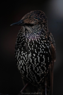 Common Starling Sturnus vulgaris 