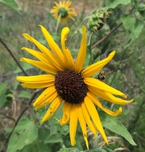 Common Sunflower - Helianthus annuus 
