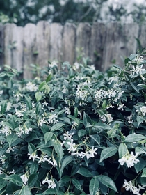 Confederate jasmine Trachelospermum jasminoide by my backyard fence - I wish you could smell it Delightful