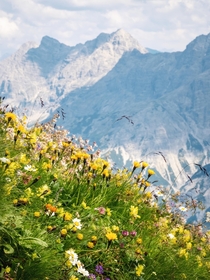 Conglomeration of alpine flowers Germany 