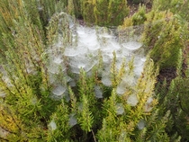 Cool Spiderwebs at work after the fog Sampaio Portugal 