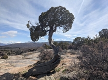 Cool tree in Black Canyon National Park Colorado   x 