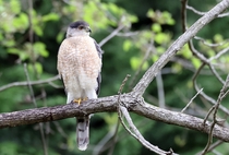 Coopers Hawk Photo credit to Gary Ladner