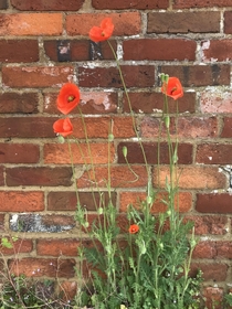 Corn Poppy Papaver rhoeas against a brick wall Seems early to me