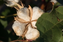 Cotton bolls 