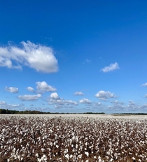 Cotton fields Georgia USA