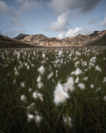Cotton fields Landmannalaugar Iceland 