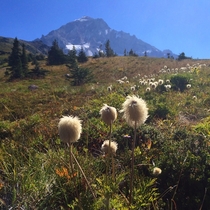 Cottongrass Eriophorum at Mount Hood OR 