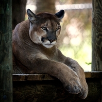 Cougar Puma concolor 