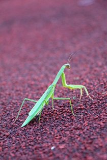 Couldnt find a bugporn subreddit so heres a Praying mantis 
