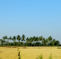 Countryside India 