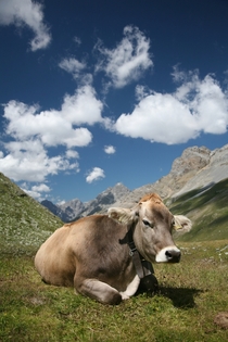 Cow- Bos taurus- x