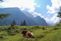 Cows in Berchtesgaden National Park 