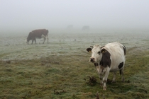 cows in the fog Poland 