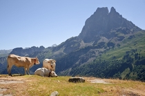 Cows in the Pyrenees 