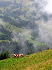 Cows on Alpe de Chaux Switzerland  OC