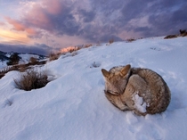 Coyote Canis latrans hunkers down to weather the cold 