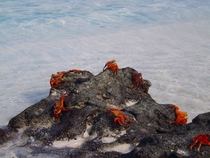Crabs on the Galpagos Islands 
