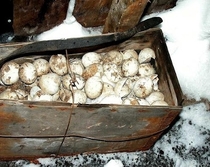 Crate of Emperor Penguin eggs abandoned by the Scott Antarctic expedition 