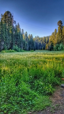 Crescent Meadow Sequoia National Park  x