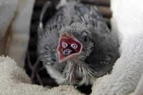 Crested Coua Chick 