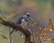 Crested Kingfisher Megaceryle lugubris - Often uses exposed perches such as telephone lines and tall snags from which it often gives its loud rattling call Kakragad Uttarakhand India Canon EOS D Mark II  EF-mm f-L IS II USM 