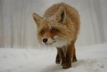 Curious Fox   Dan Dinu