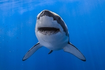 Curious great white shark 