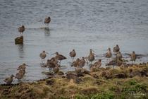 Curlews at Langness Isle of Man Photo credit to Peter Killey