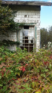 Curtains still hanging in the window of this long-abandoned camp cabin in Nova Scotia