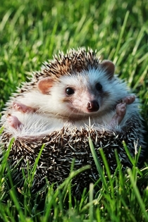 Cute Hedgehog laying in the grass 