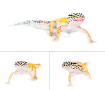 Cute little leopard gecko that my friend brought in for a photoshoot
