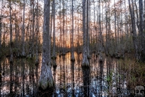 Cypress dome swamp just before sunset in central Florida 