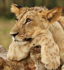Dads Late again Lion cub