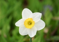 Daffodil in Michigan