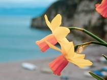 Daffodil Narcissus pseudonarcissus 