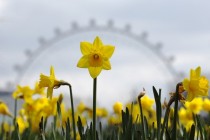 Daffodils with the London Eye seen behind them after days of wintery weather in central London on April   ReutersLuke MacGregor 