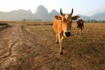 Dairy cow and calf Laos 